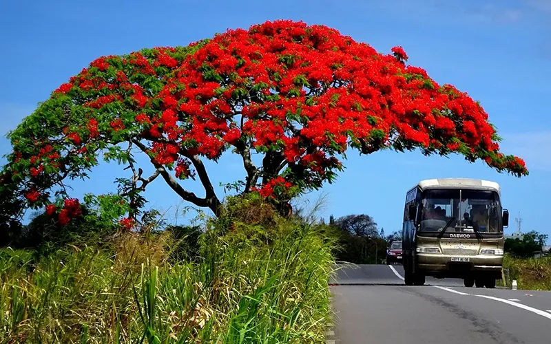 flamboyant-4778289_1280