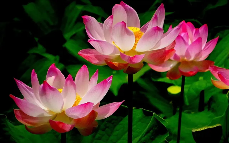 lotus-flower-5005296_1280