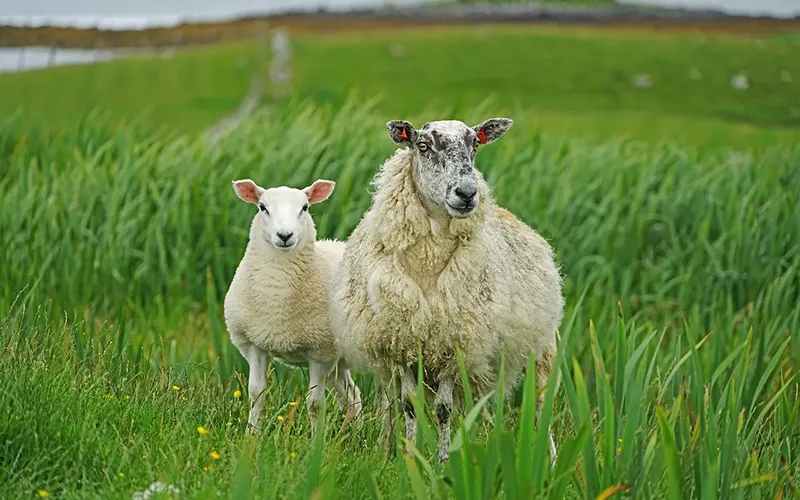 sheep-7117465_1280